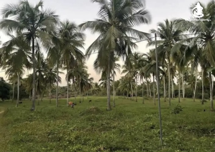 Land for Sale in Weeraketiya - Land for sale in Weeraketiya - photo 3