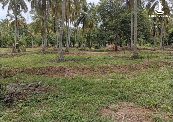 Land for Sale in Kurunegala - Land for sale in pallendeniya - photo 2