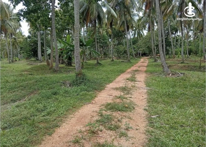 Land for Sale in Kurunegala - Land for sale in pallendeniya - photo 3