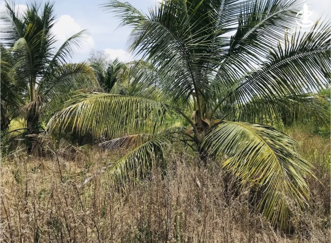 Land for Sale in Mihintale - Land for sale in Mihinthale - photo 3