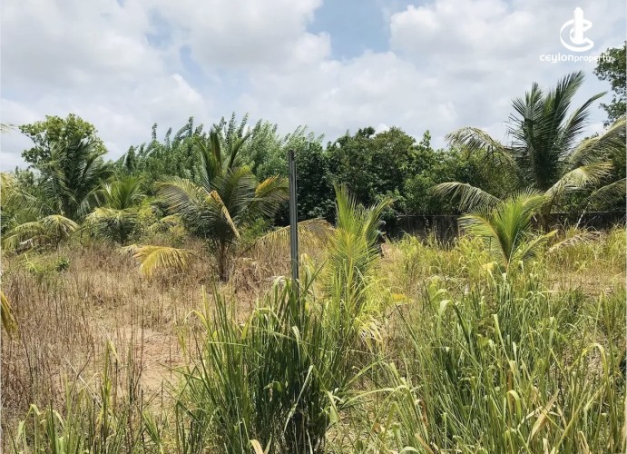 Land for Sale in Mihintale - Land for sale in Mihinthale - photo 4