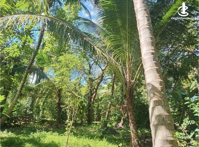 Land for Sale in Kurunegala - Land for sale in kurunagala - photo 2