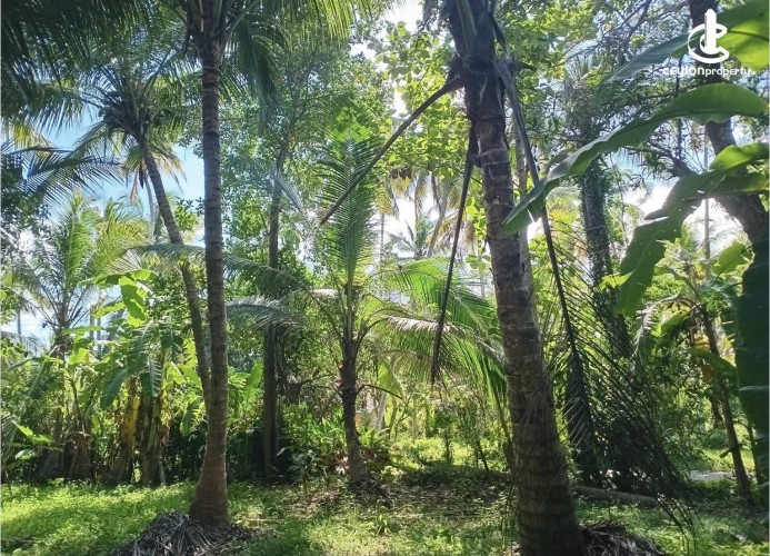 Land for Sale in Kurunegala - Land for sale in kurunagala - photo 3
