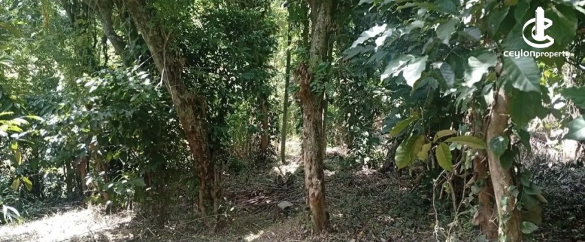 Land for Sale in Matale - Land for sale in matale - photo 6