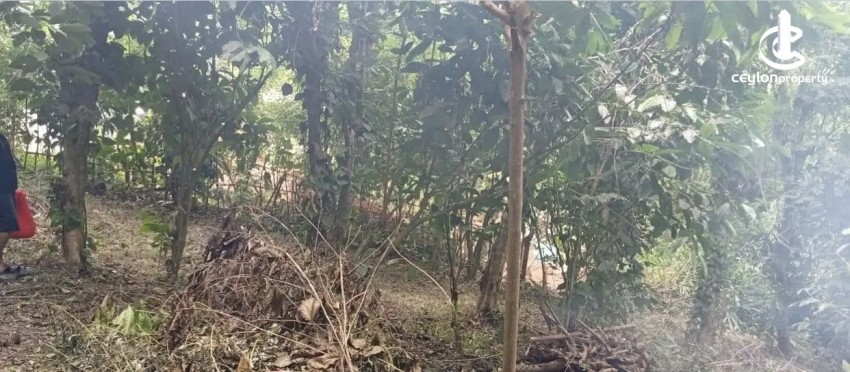 Land for Sale in Matale - Land for sale in matale - photo 5
