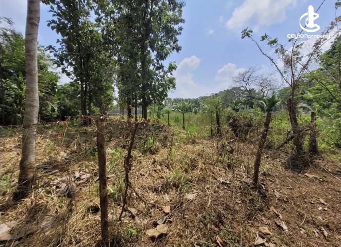 Land for Sale in Anuradhapura - Land for sale in Anuradhapura - photo 4