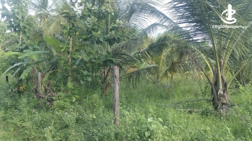 Land for Sale in Weeraketiya - Land for sale in Weeraketiya - photo 1