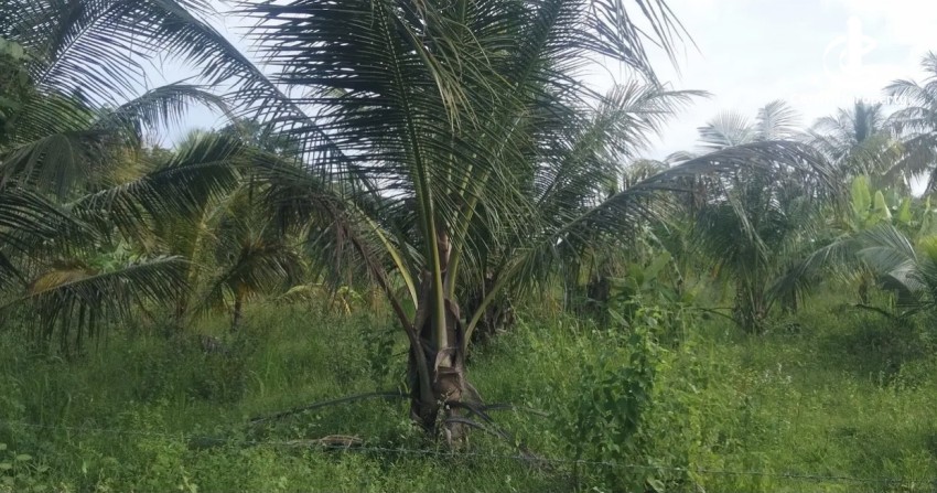 Land for Sale in Weeraketiya - Land for sale in Weeraketiya - photo 2