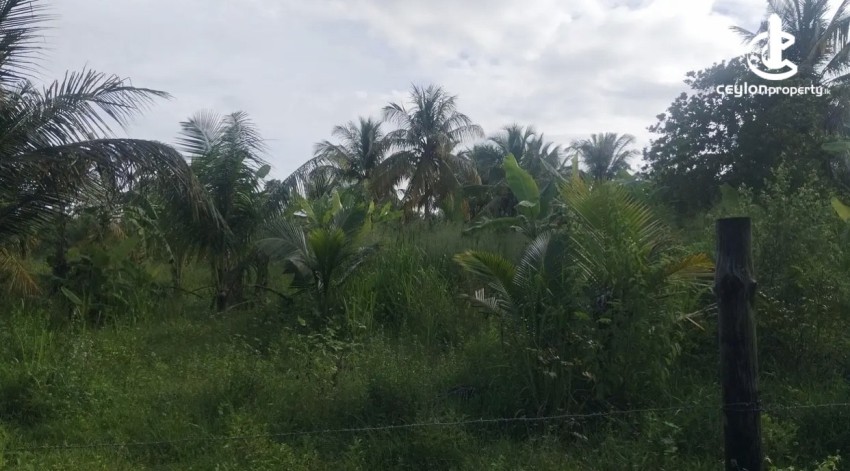 Land for Sale in Weeraketiya - Land for sale in Weeraketiya - photo 3