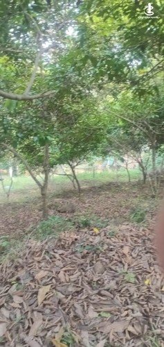 Land for Sale in Horana - Land for Sale in Horana - photo 1