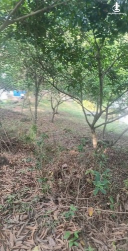 Land for Sale in Horana - Land for Sale in Horana - photo 2