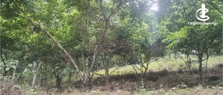 Land for Sale in Horana - Land for Sale in Horana - photo 5