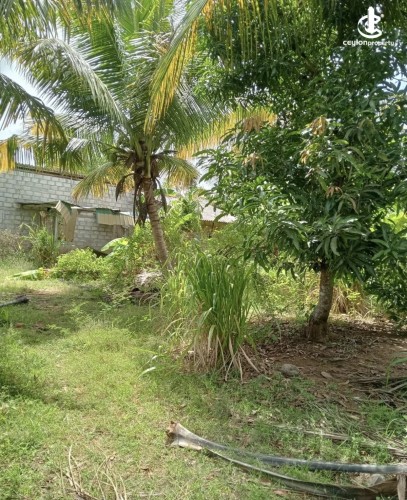 Land for Sale in Anuradhapura - Land for sale in Anuradhapura - photo 5
