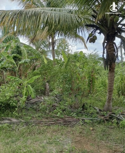 Land for Sale in Anuradhapura - Land for sale in Anuradhapura - photo 6