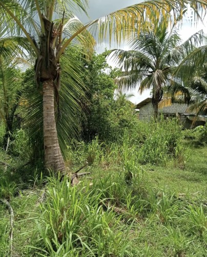 Land for Sale in Anuradhapura - Land for sale in Anuradhapura - photo 7