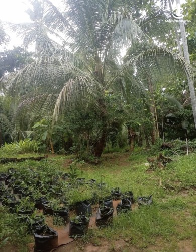Land for Sale in Kurunegala - Land for sale in kurunagala - photo 8