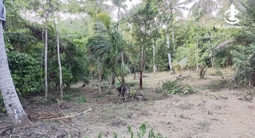 Land for Sale in Ibbagamuwa - Land for Sale in Ibbagamuwa - photo 2