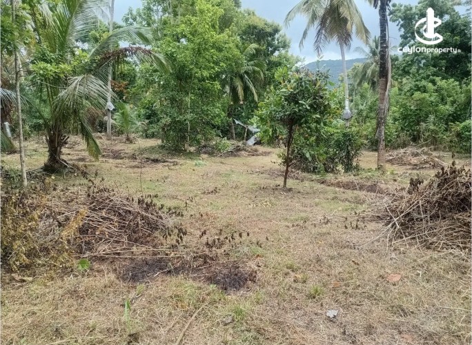 Land for Sale in Ibbagamuwa - Land for Sale in Ibbagamuwa - photo 3