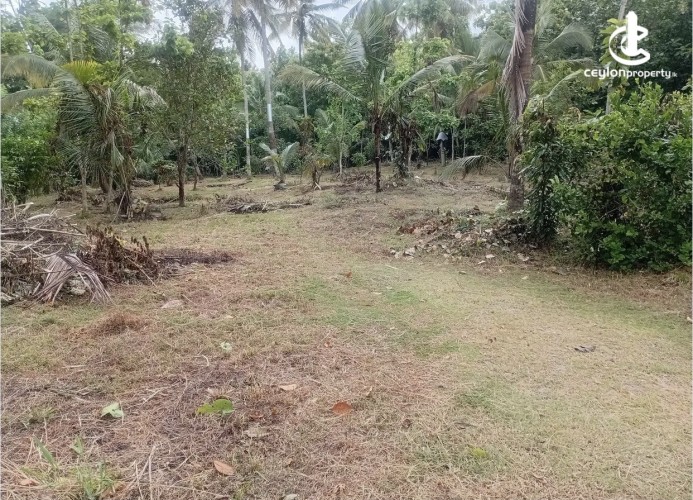 Land for Sale in Ibbagamuwa - Land for Sale in Ibbagamuwa - photo 4