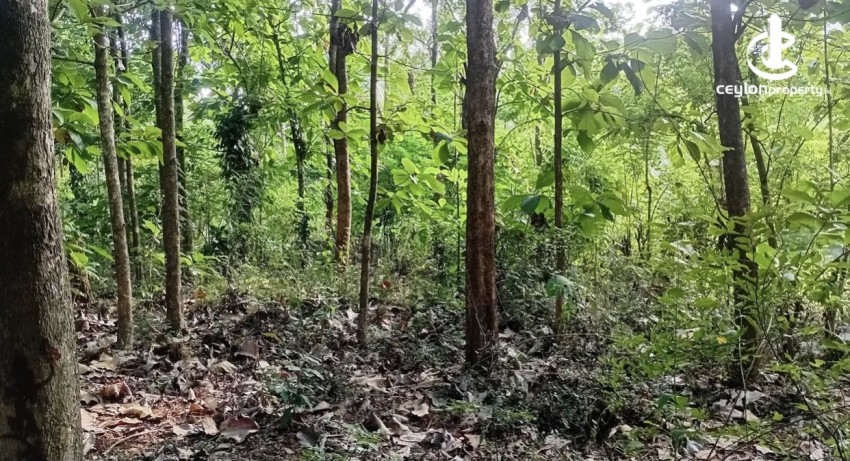 Land for Sale in Ibbagamuwa - Land for Sale in Ibbagamuwa - photo 5