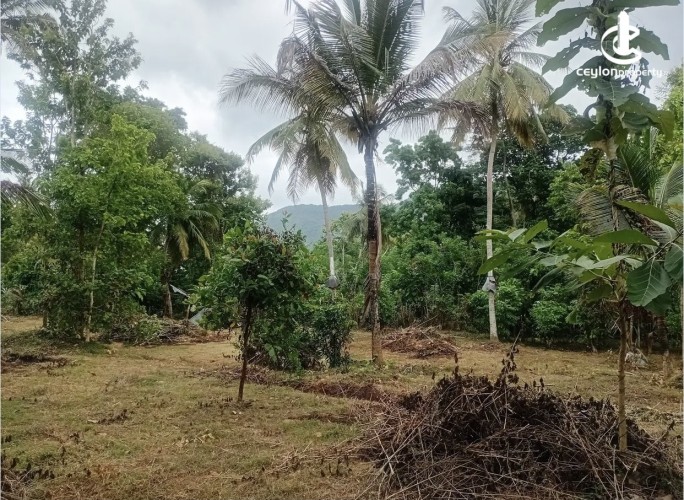 Land for Sale in Ibbagamuwa - Land for Sale in Ibbagamuwa - photo 7