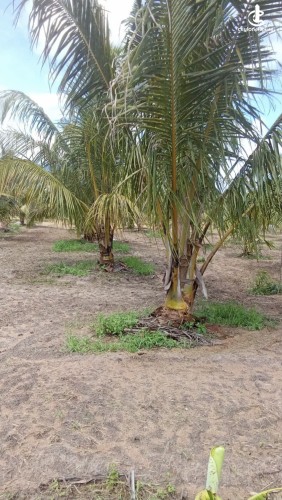Land for Sale in Madurankuliya - Land for Sale in Madurankuliya - photo 1