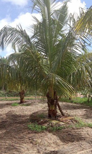 Land for Sale in Madurankuliya - Land for Sale in Madurankuliya - photo 3