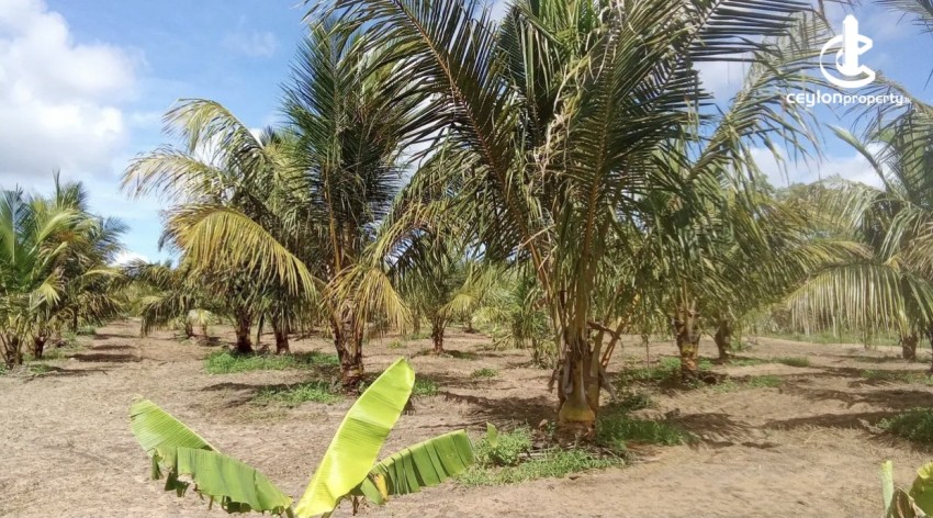 Land for Sale in Madurankuliya - Land for Sale in Madurankuliya - photo 4