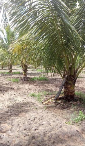 Land for Sale in Madurankuliya - Land for Sale in Madurankuliya - photo 5