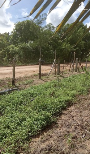 Land for Sale in Madurankuliya - Land for Sale in Madurankuliya - photo 6
