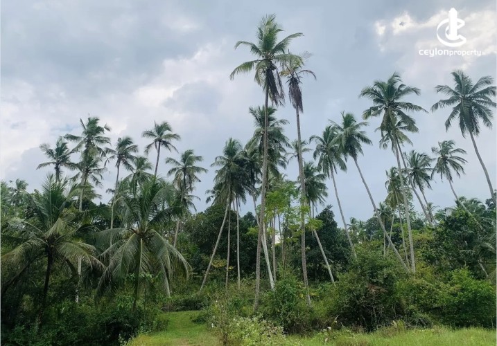 Land for Sale in Beliatta - Land for Sale in Beliatta - photo 1