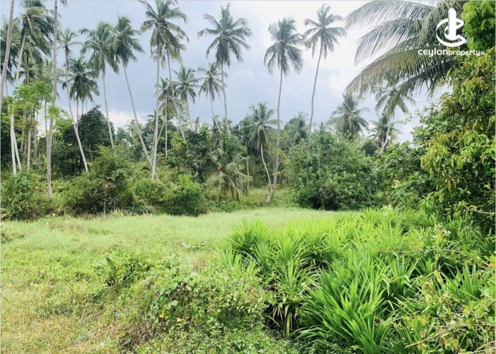 Land for Sale in Beliatta - Land for Sale in Beliatta - photo 5