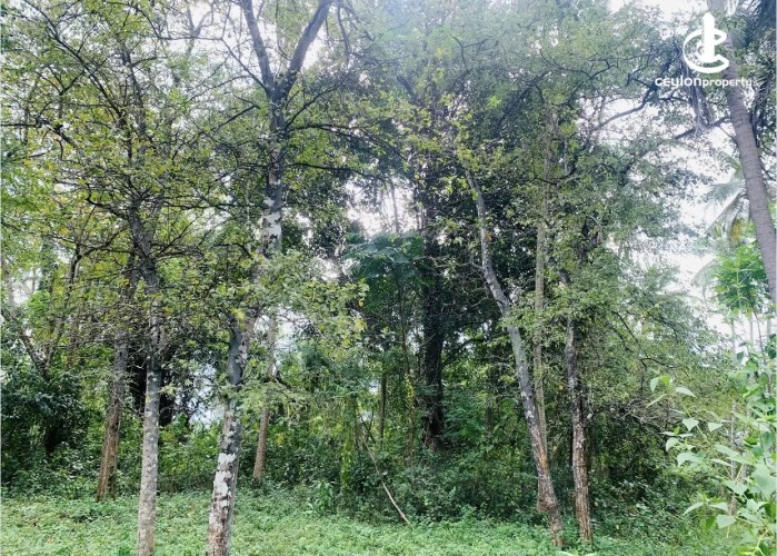 Land for Sale in Beliatta - Land for Sale in Beliatta - photo 6