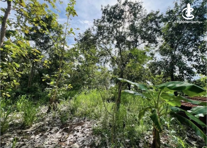 Land for Sale in Anuradhapura - Land for sale in Kekirawa - photo 2