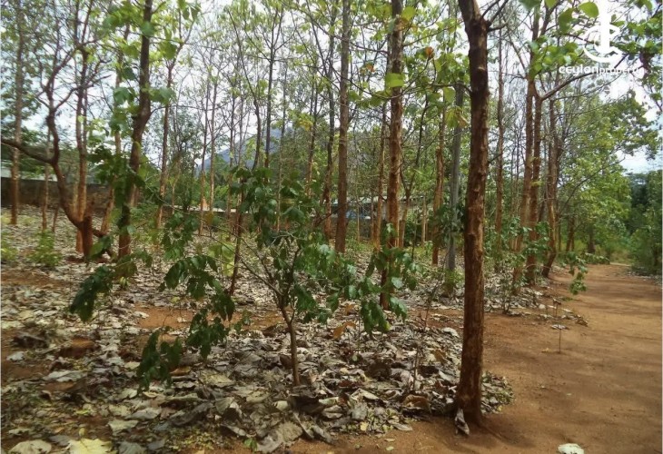 Land for Sale in Matale - Land for Sale in Matale - photo 11