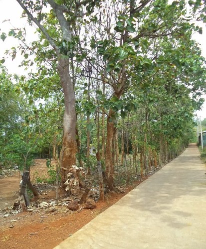 Land for Sale in Matale - Land for Sale in Matale - photo 14