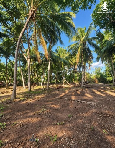 Land for Sale in Anuradhapura - Land for sale in Anuradapura - photo 2