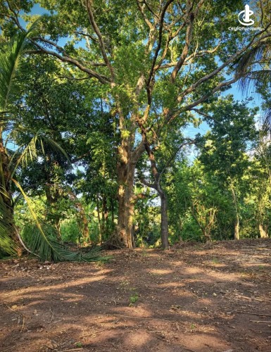 Land for Sale in Anuradhapura - Land for sale in Anuradapura - photo 3