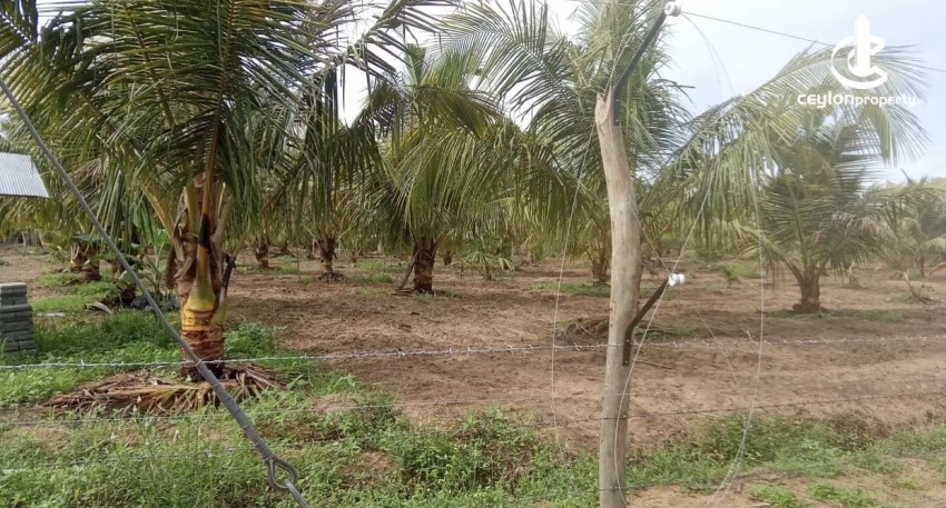 Land for Sale in Madurankuliya - Land for sale in Madurankuliya - photo 2