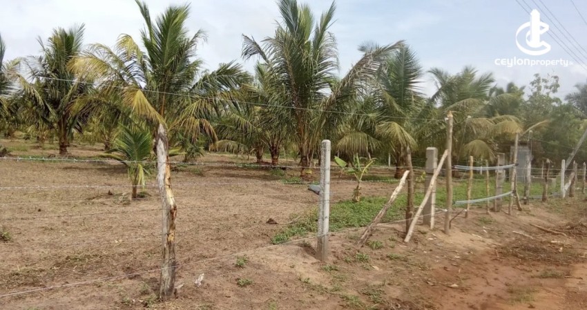 Land for Sale in Madurankuliya - Land for sale in Madurankuliya - photo 4