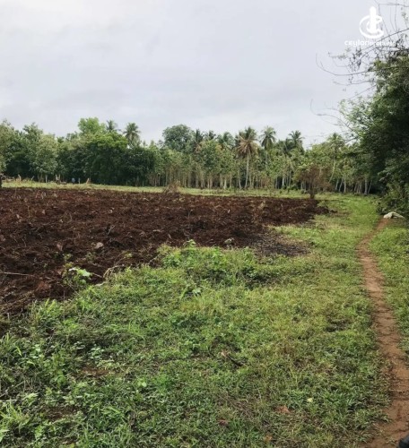 Land for Sale in Anuradhapura - Land for sale in Anuradapura - photo 2