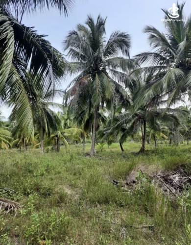 Land for Sale in Chilaw - Land for sale in chilaw - photo 1