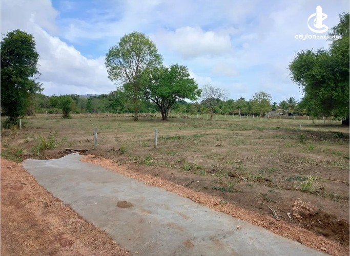 Land for Sale in Dambulla - Land for sale in Dambulla - photo 4