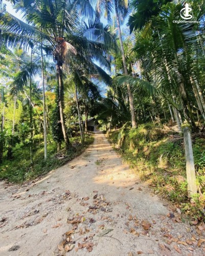 Land for Sale in Dodangaslanda - Land for sale in Dodamgaslanda - photo 3