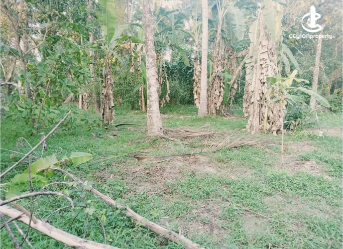 Land for Sale in Katunayake - Land for sale in katunayake - photo 2