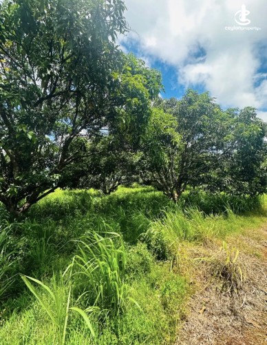 Land for Sale in Anuradhapura - Land for sale in Anuradhapura - photo 1