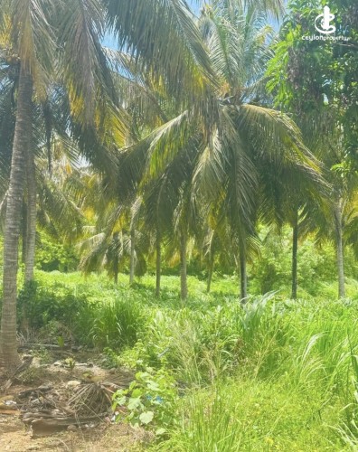 Land for Sale in Anuradhapura - Land for sale in Anuradhapura - photo 2
