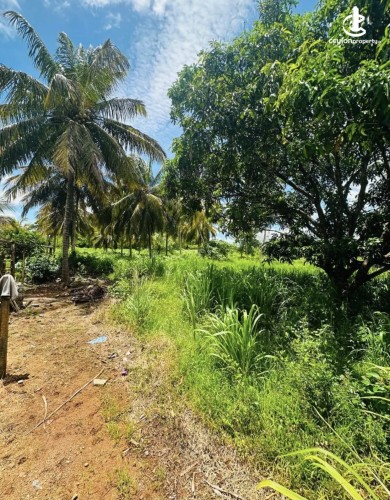 Land for Sale in Anuradhapura - Land for sale in Anuradhapura - photo 3