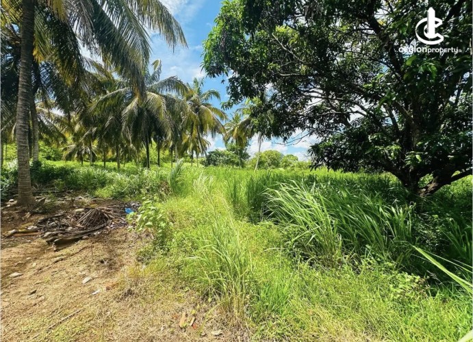 Land for Sale in Anuradhapura - Land for sale in Anuradhapura - photo 5