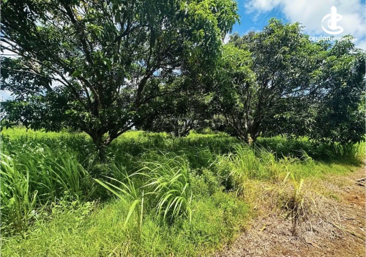 Land for Sale in Anuradhapura - Land for sale in Anuradhapura - photo 6